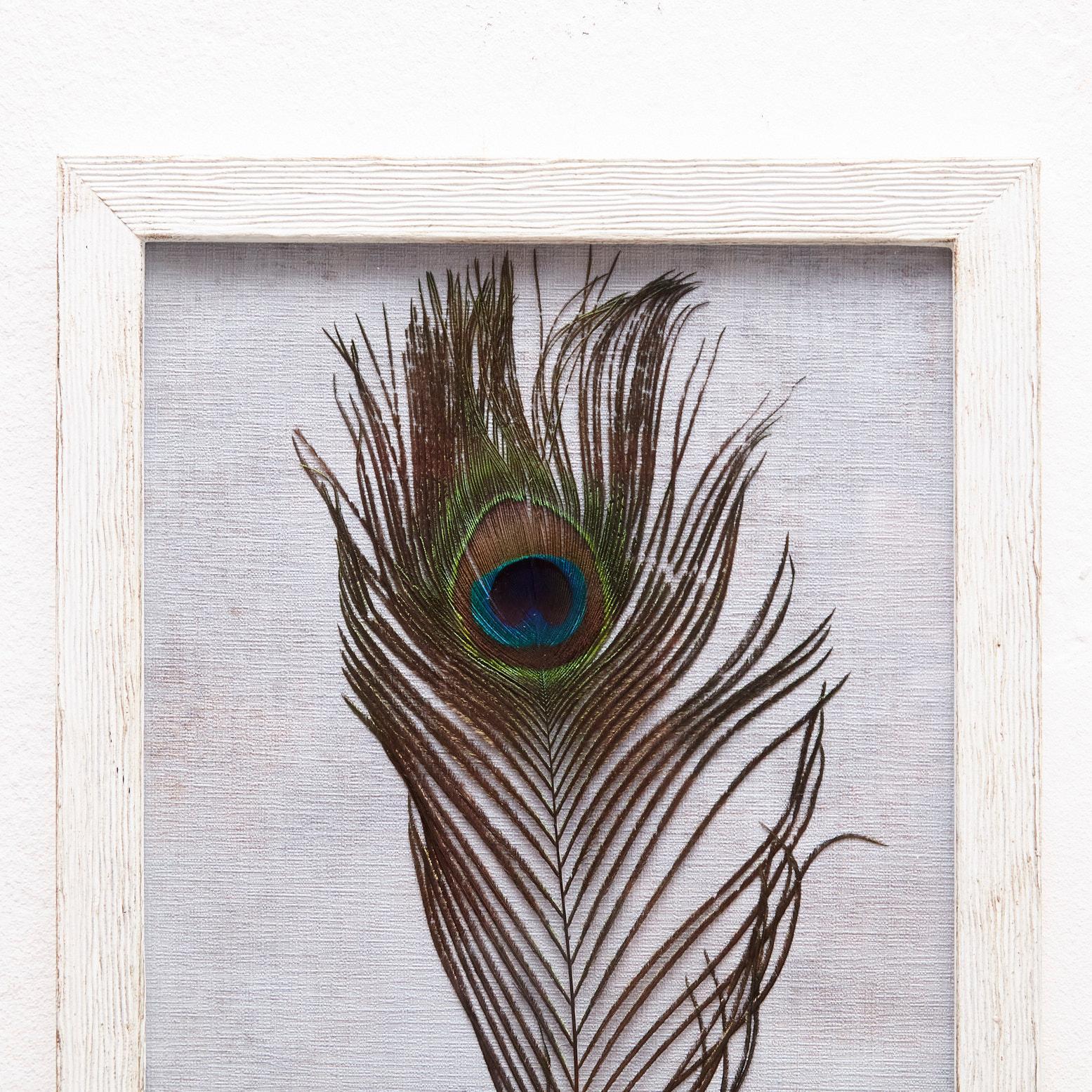 Framed Original Peacock Feather, circa 1970 In Good Condition For Sale In Barcelona, ES