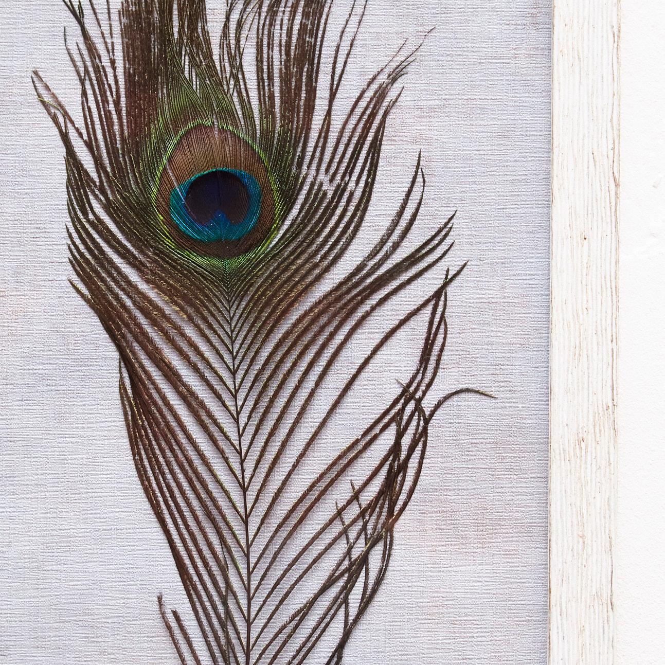 Wood Framed Original Peacock Feather, circa 1970