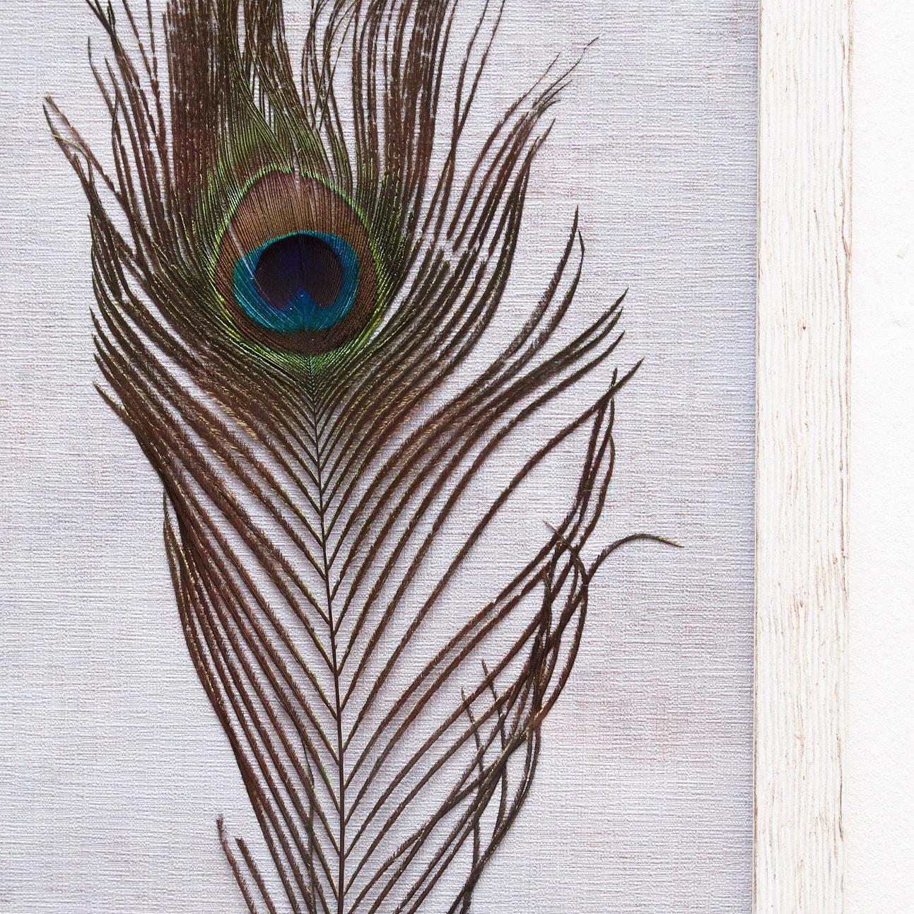 Framed Original Peacock Feather, circa 1970 1
