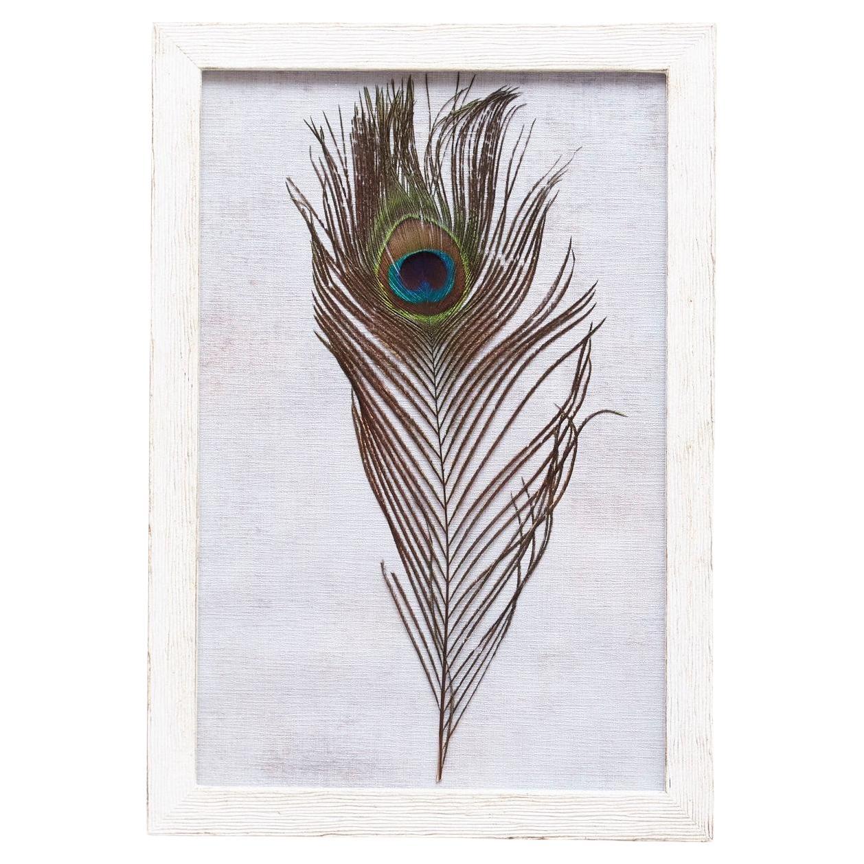 Framed Original Peacock Feather, circa 1970 For Sale