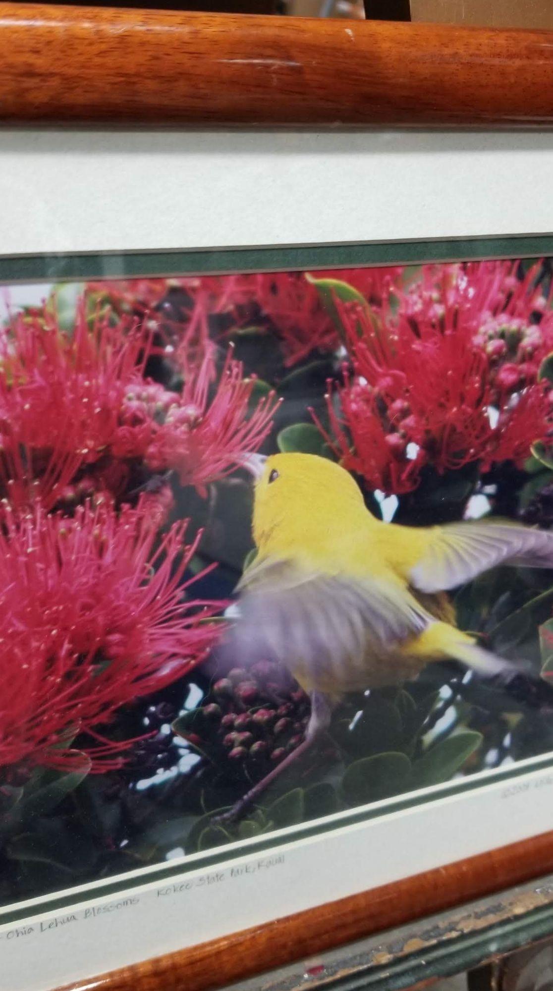 Framed original photography print of a small yellow bird among Hawaiian blossoms framed in a lustrous red Koa Wood frame.

Bottom Reads: Anianiau Ohia Lehua Blossoms. Kokee State Park, Kauai

The ʻanianiau (Magumma parva) is a Hawaiian bird species