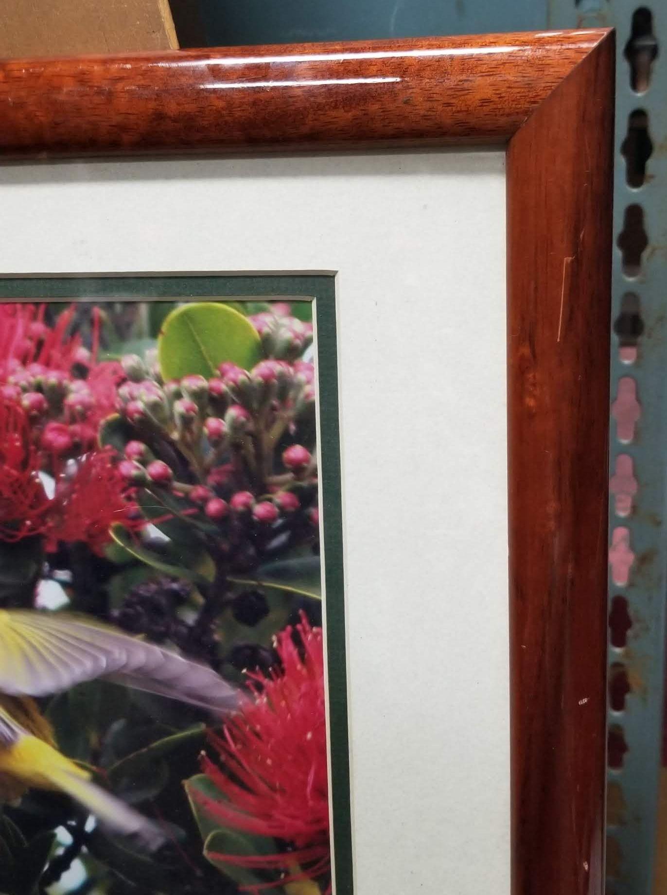 Framed Original Photography Print Yellow Bird in Hawaiian Blossoms In Excellent Condition For Sale In Van Nuys, CA