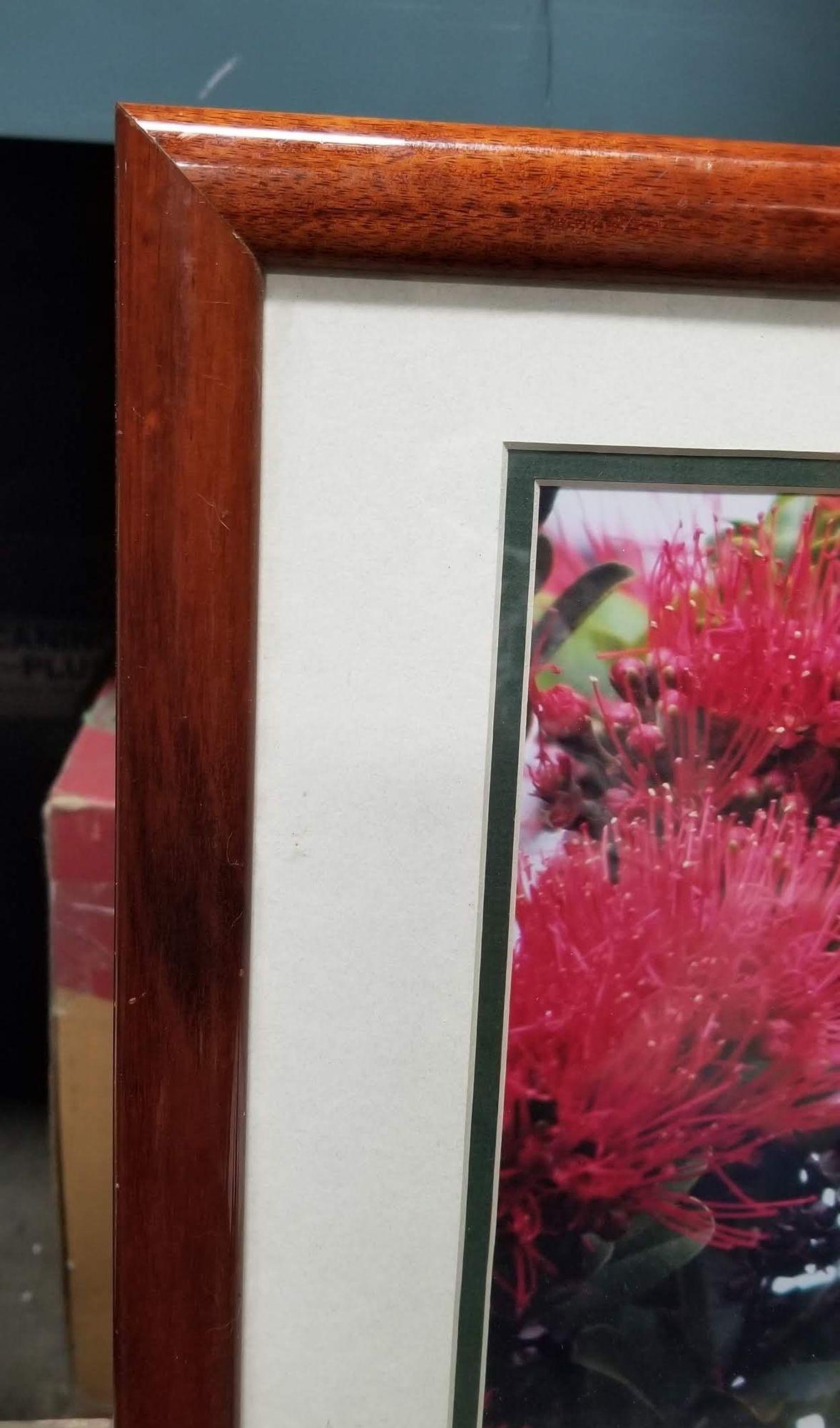 Framed Original Photography Print Yellow Bird in Hawaiian Blossoms In Excellent Condition For Sale In Van Nuys, CA