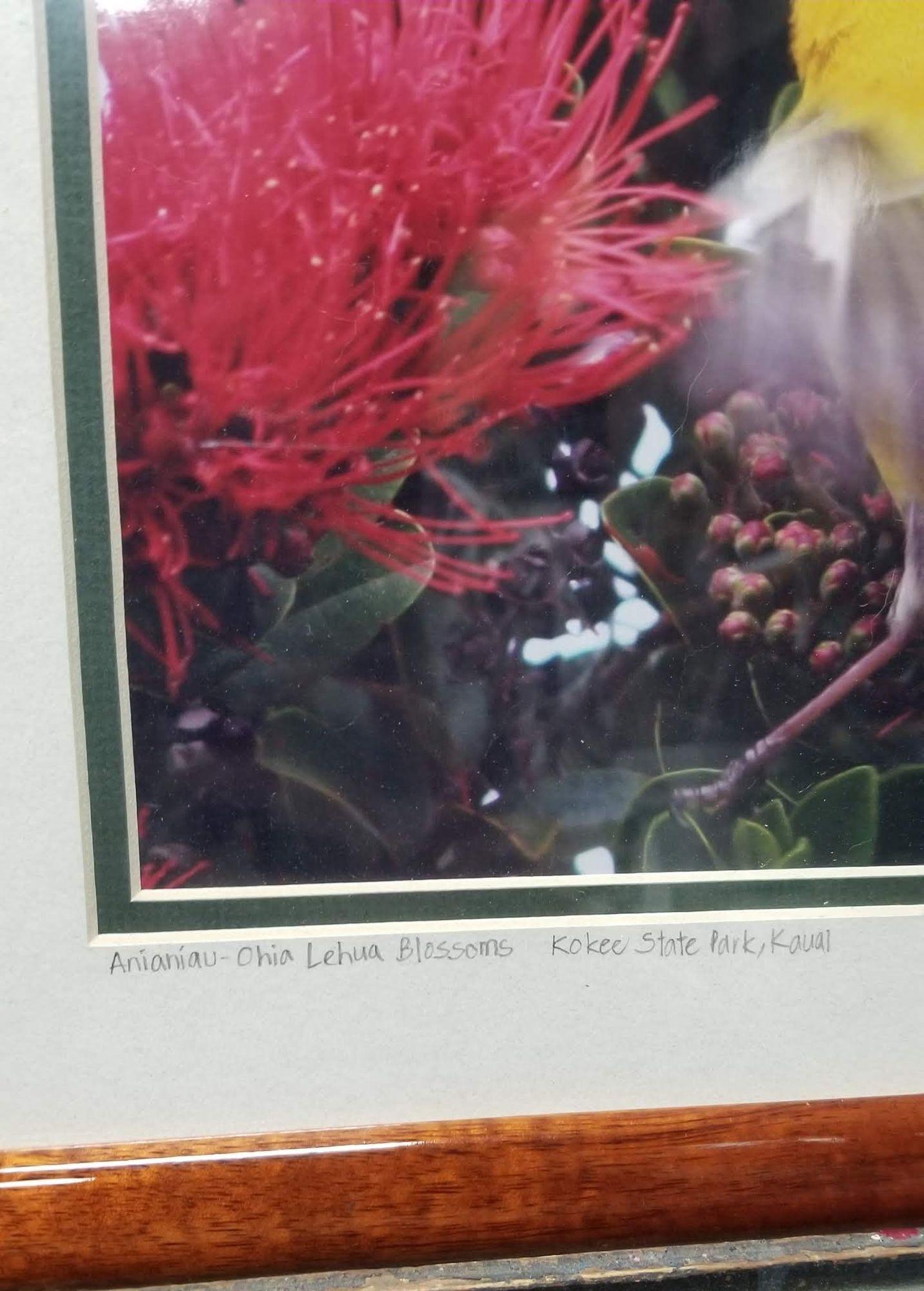 Contemporary Framed Original Photography Print Yellow Bird in Hawaiian Blossoms For Sale