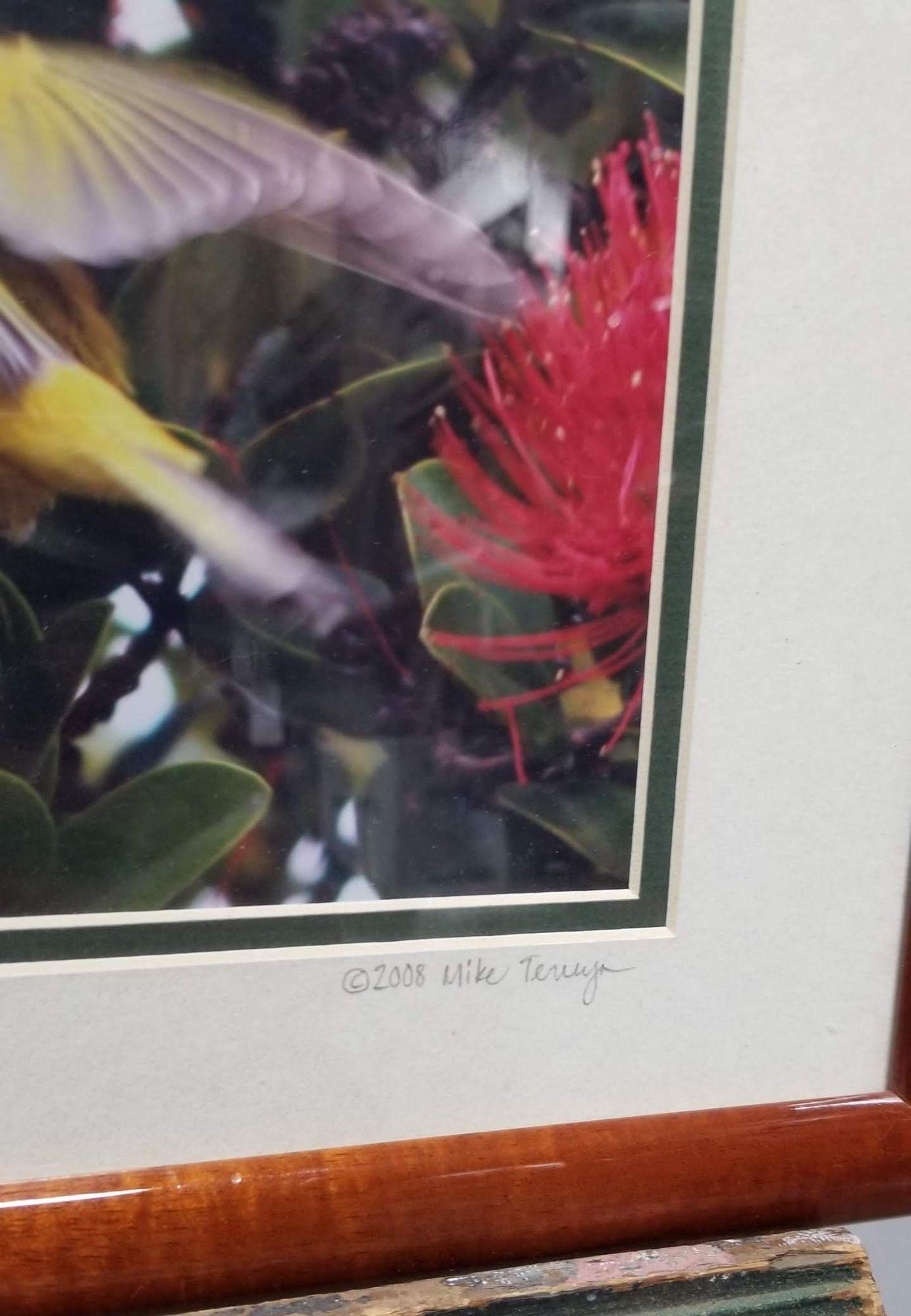 Framed Original Photography Print Yellow Bird in Hawaiian Blossoms For Sale 1