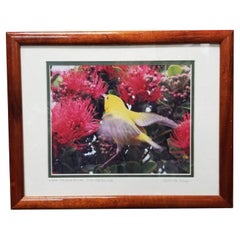 Fotografía original enmarcada Pájaro amarillo en flor hawaiano