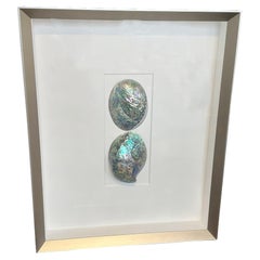 Framed “Paula Abalone Duo” Shell by Christopher Marley Embossed Signature