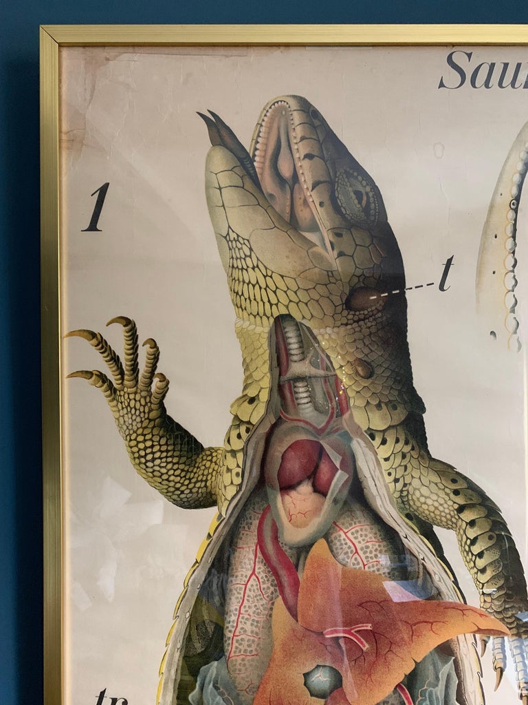 Professionally Framed Wooden Gold frame, poster ,Prof. Dr. Paul Pfurtscheller,Sauria lacerta agilis, 1904.

Hand drawn by Austrian zoologist, printed and used for Swedish school , Pregnant sand lizard .