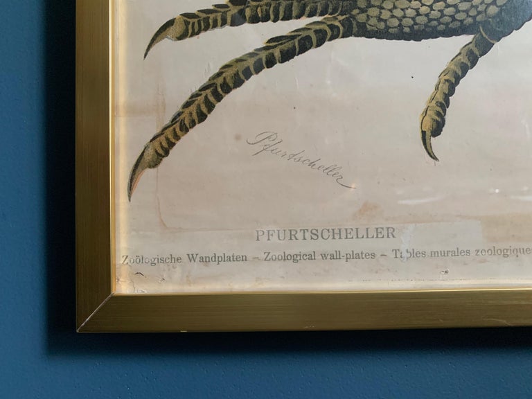 Hand-Crafted Framed Poster, Prof. Dr. Paul Pfurtscheller,Sauria Lacerta Agilis, 1904 Vienna For Sale