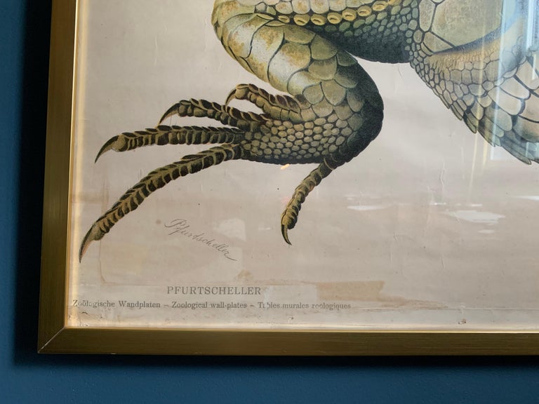 Framed Poster, Prof. Dr. Paul Pfurtscheller,Sauria Lacerta Agilis, 1904 Vienna In Fair Condition For Sale In Bronx, NY