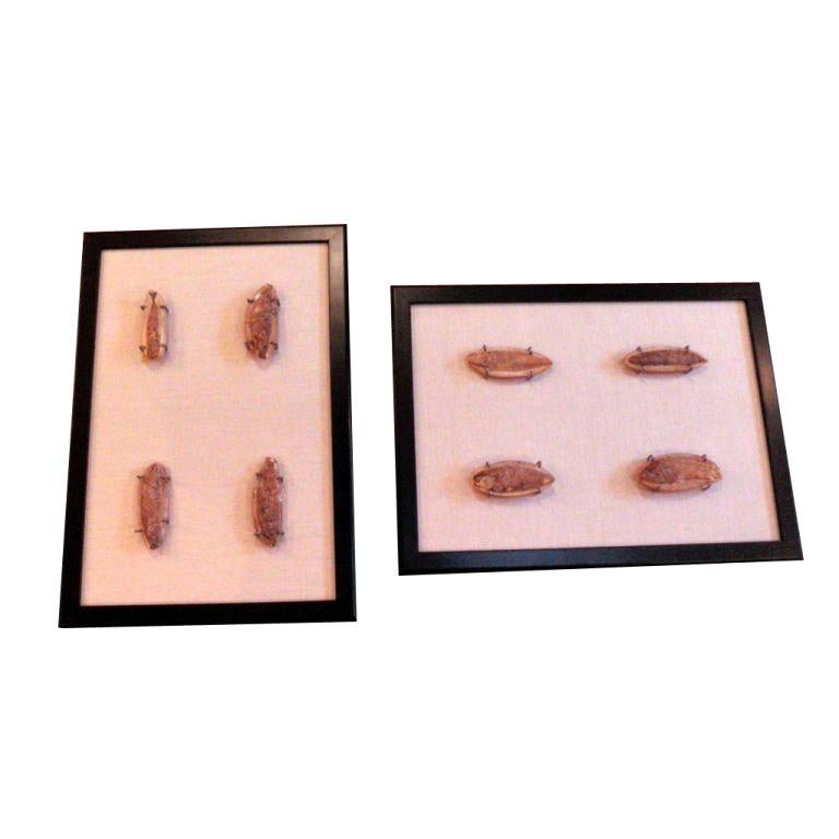 Framed Prehistoric Fish Fossils For Sale