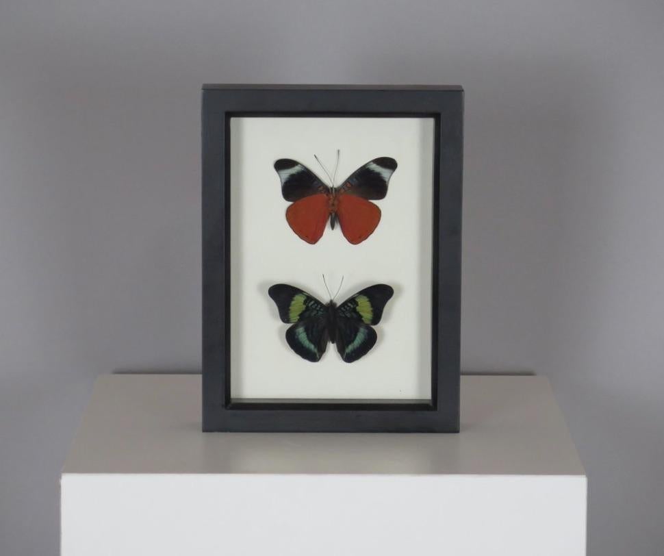 Framed Set of Preserved Ethically Raised, Non-Endangered Butterflies. North America, circa 2000.