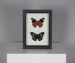 Farfalle conservate con cornice