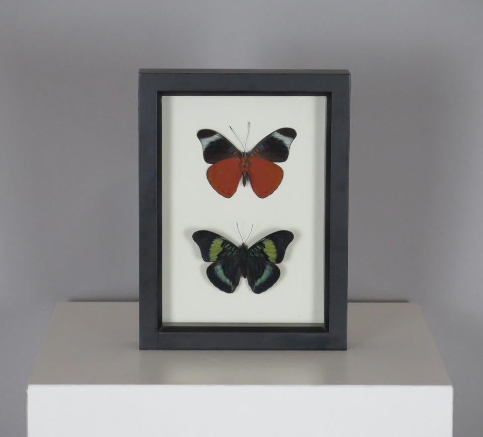 Nord-américain Papillons conservés encadrés en vente