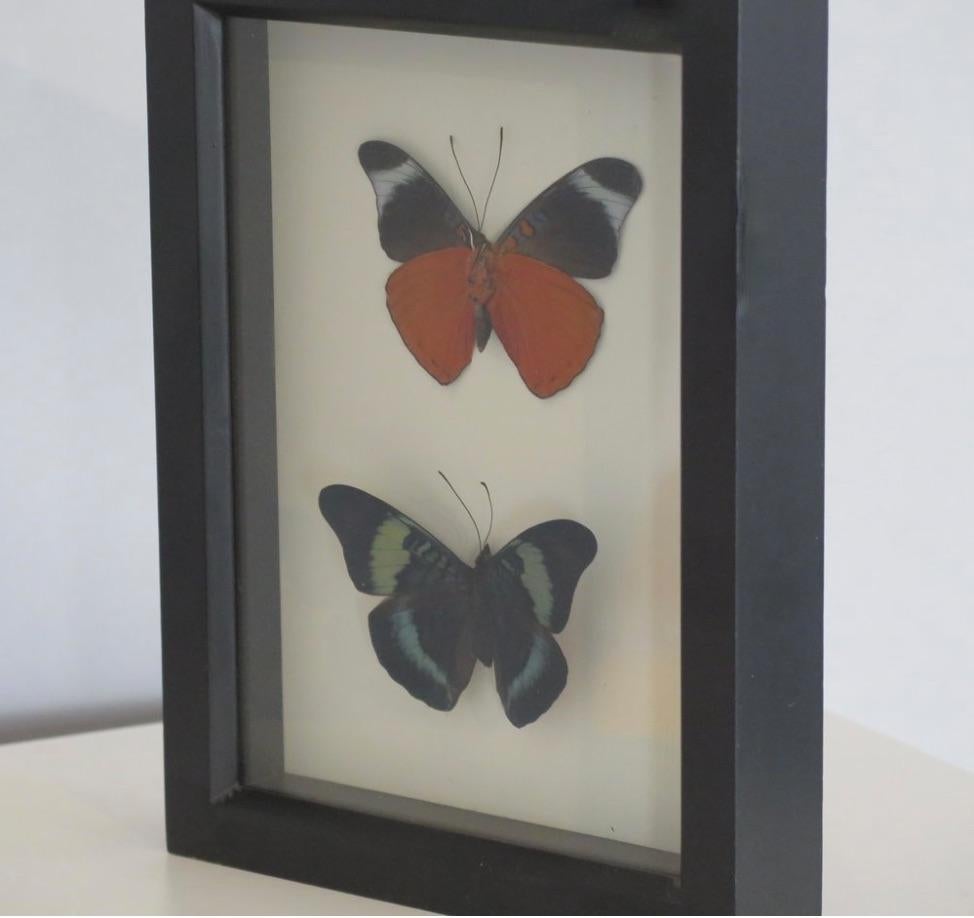 Framed Preserved Butterflies In Good Condition For Sale In Pittsburgh, PA