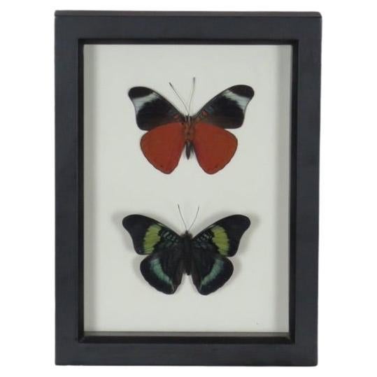 Framed Preserved Butterflies For Sale