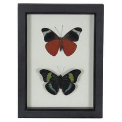 Antique Framed Preserved Butterflies