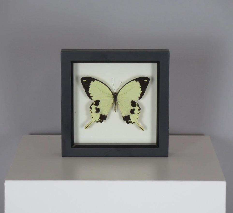 Framed Preserved Ethically Raised, Non-Endangered Butterfly. North America, circa 2000.