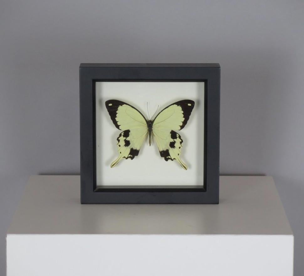 Nord-américain Papillon préservé encadré en vente