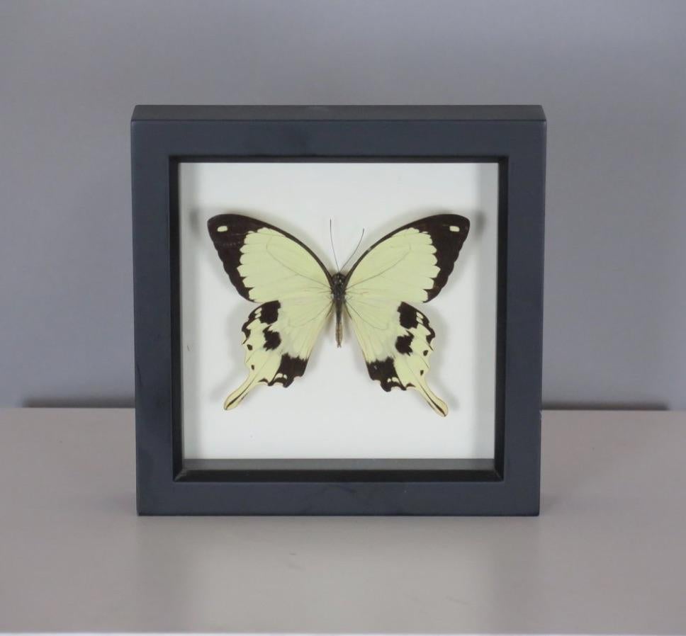Papillon préservé encadré Bon état - En vente à Pittsburgh, PA