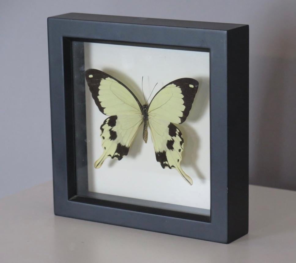 XXIe siècle et contemporain Papillon préservé encadré en vente
