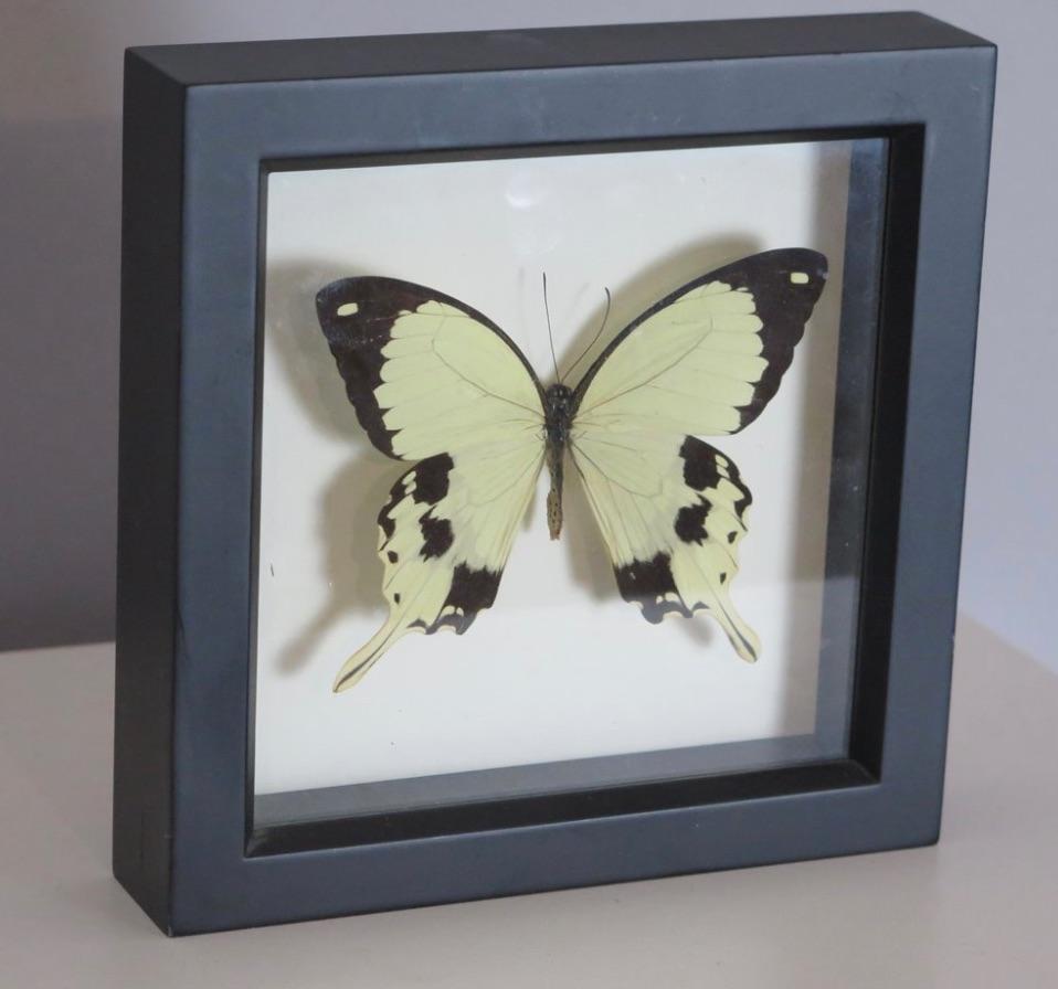 Animal Skin Framed Preserved Butterfly For Sale