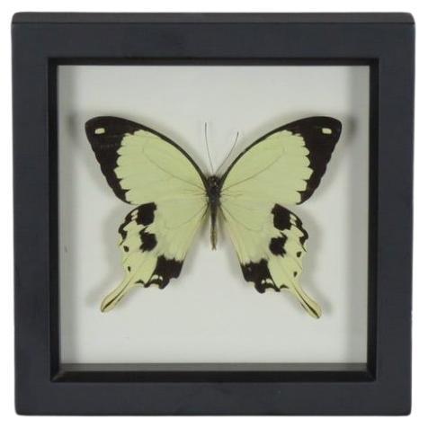 Framed Preserved Butterfly