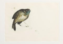 Impression encadrée représentant un poisson de la collection de Thierry Despont