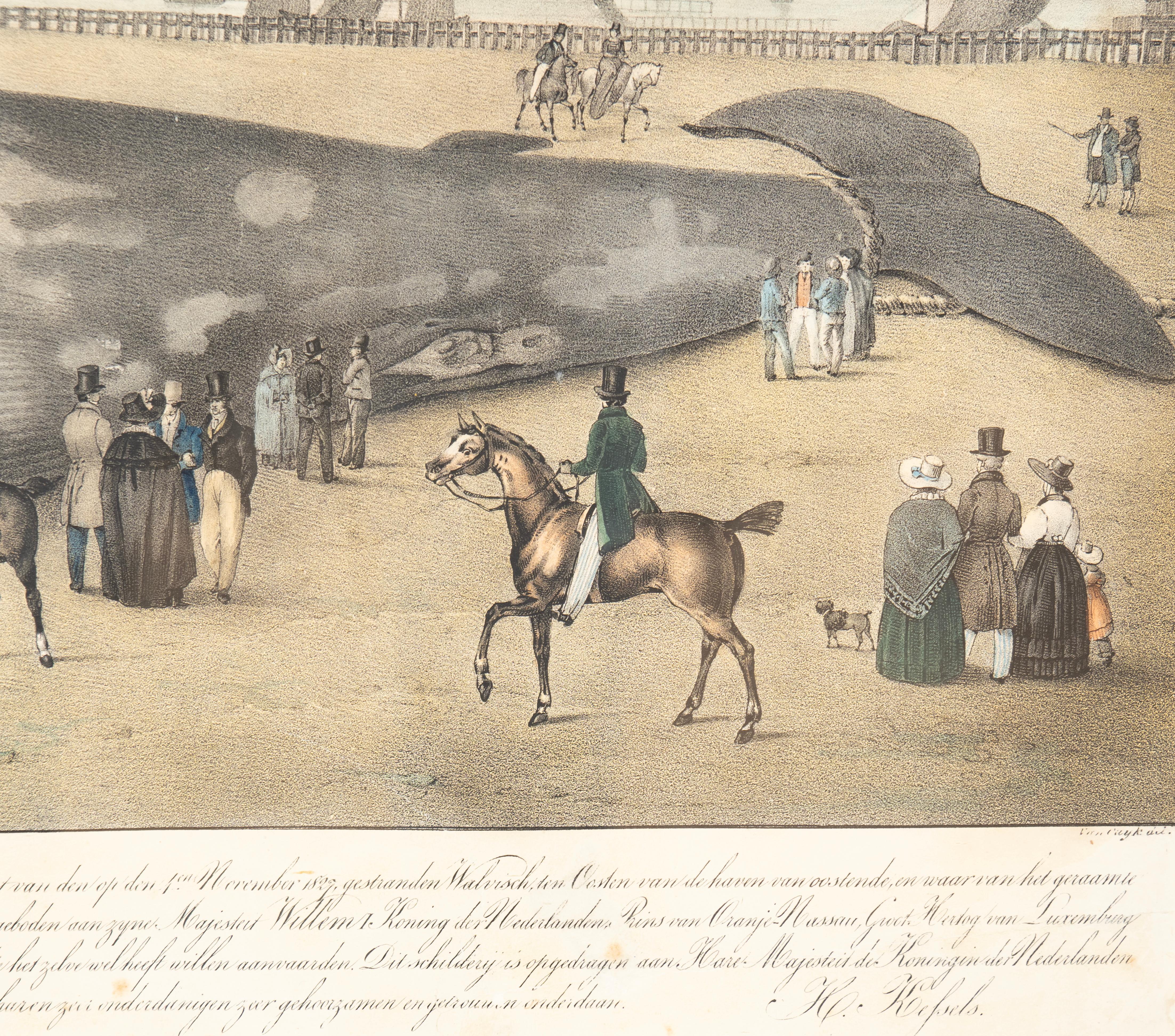 Gerahmter Druck eines Finnwals (Glas) im Angebot