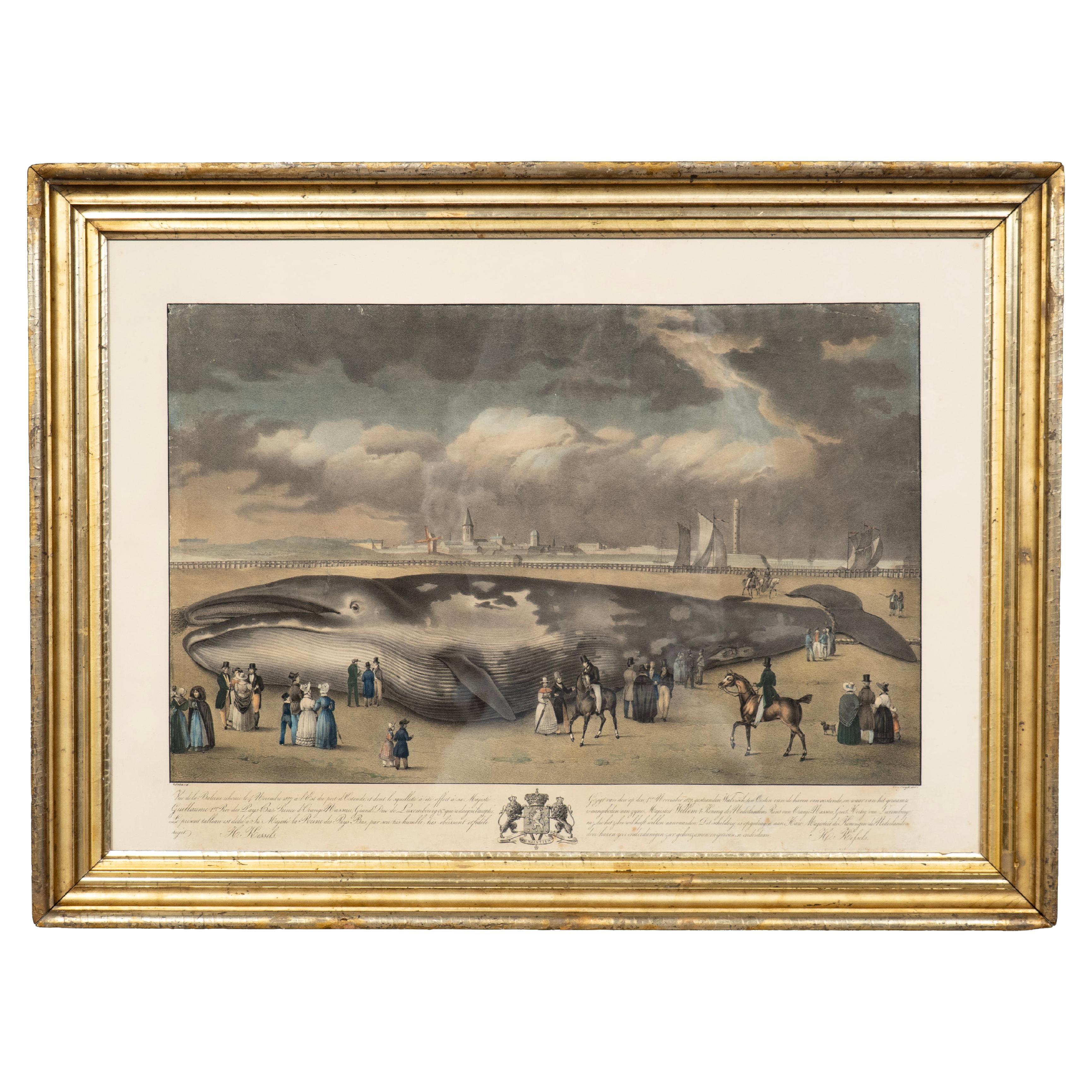 Gerahmter Druck eines Finnwals