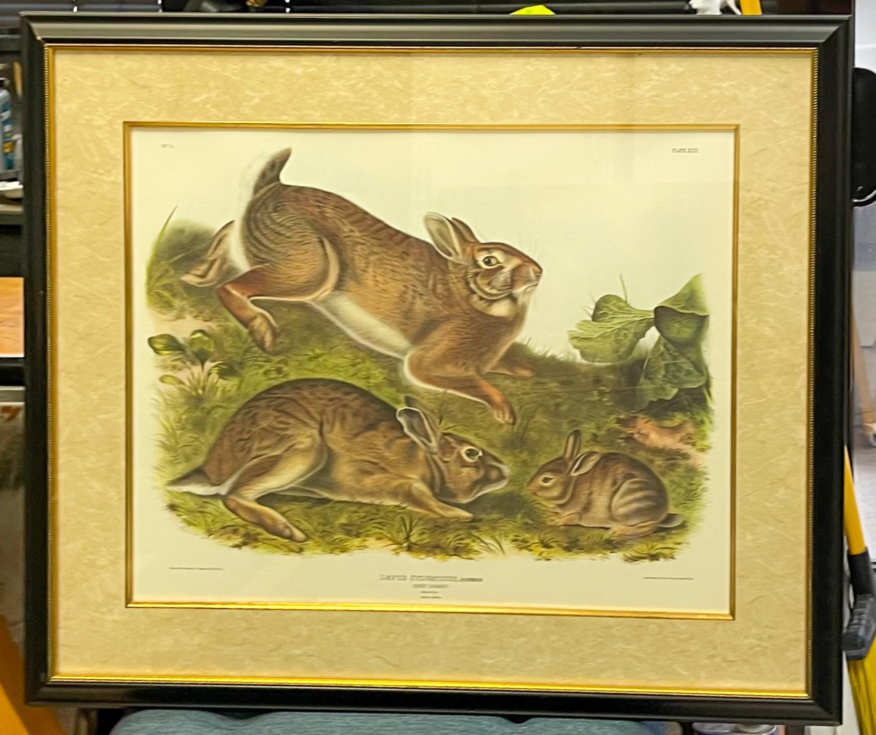 John James Audubon along with his son and friend the Reverend Bachman did one last trek to study the animals of North America. This is the grey rabbit from old to young. This is a hand colored lithograph of Audubon’s work done by the renowned