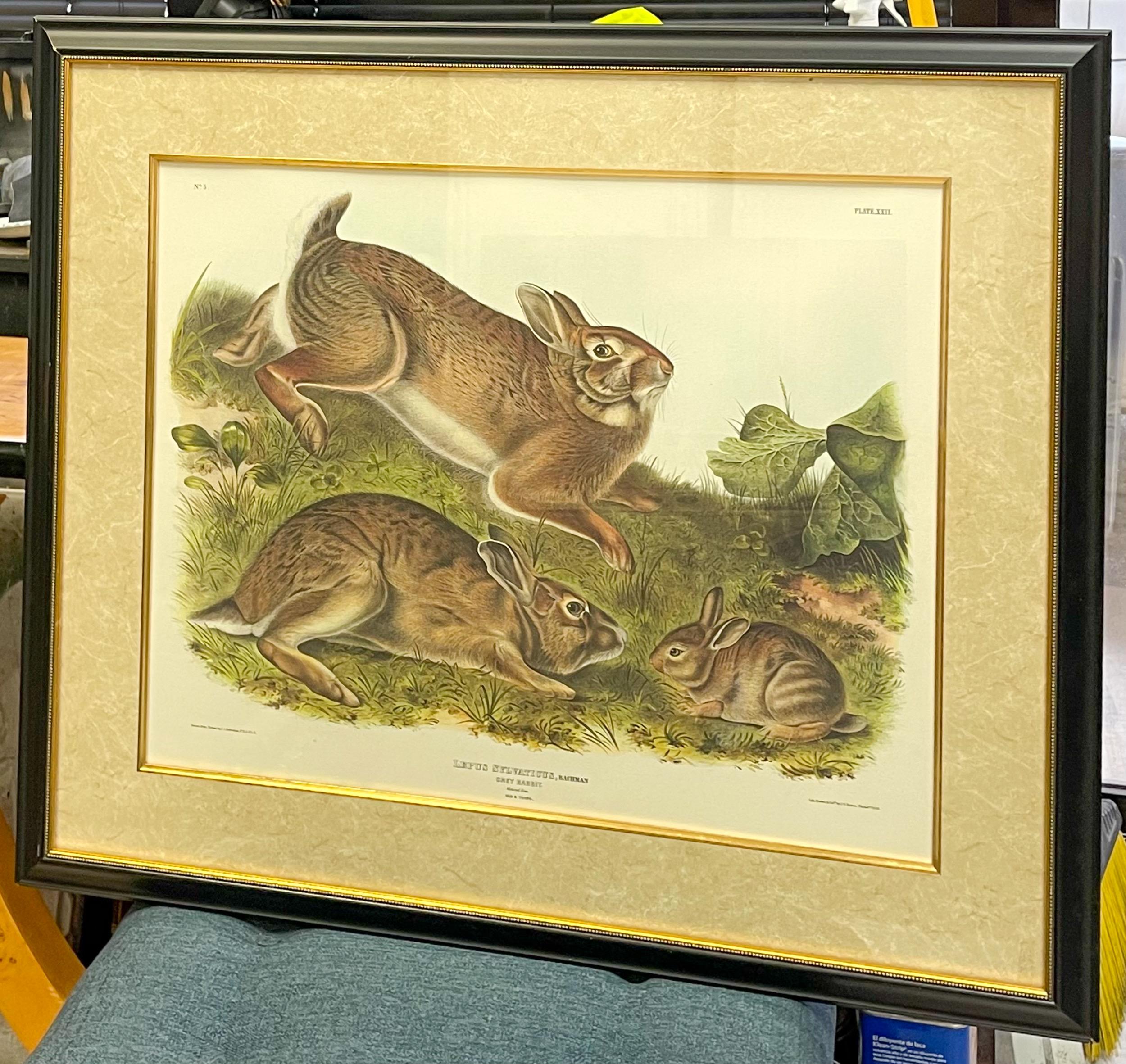 Framed Rabbit Study by John James Audubon, Hand Colored Bowen Lithograph, 1843 In Good Condition For Sale In Kennesaw, GA