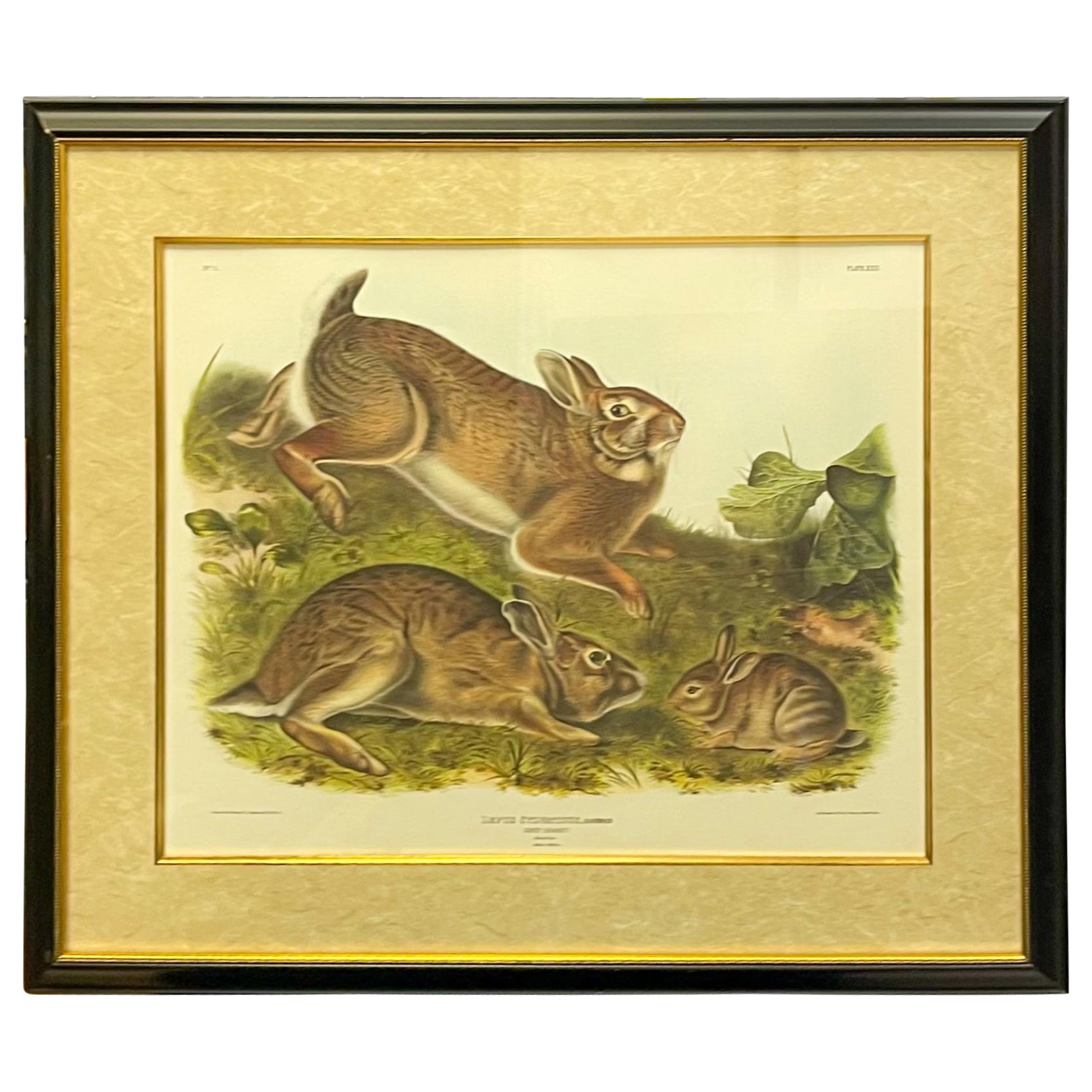 Framed Rabbit Study by John James Audubon, Hand Colored Bowen Lithograph, 1843