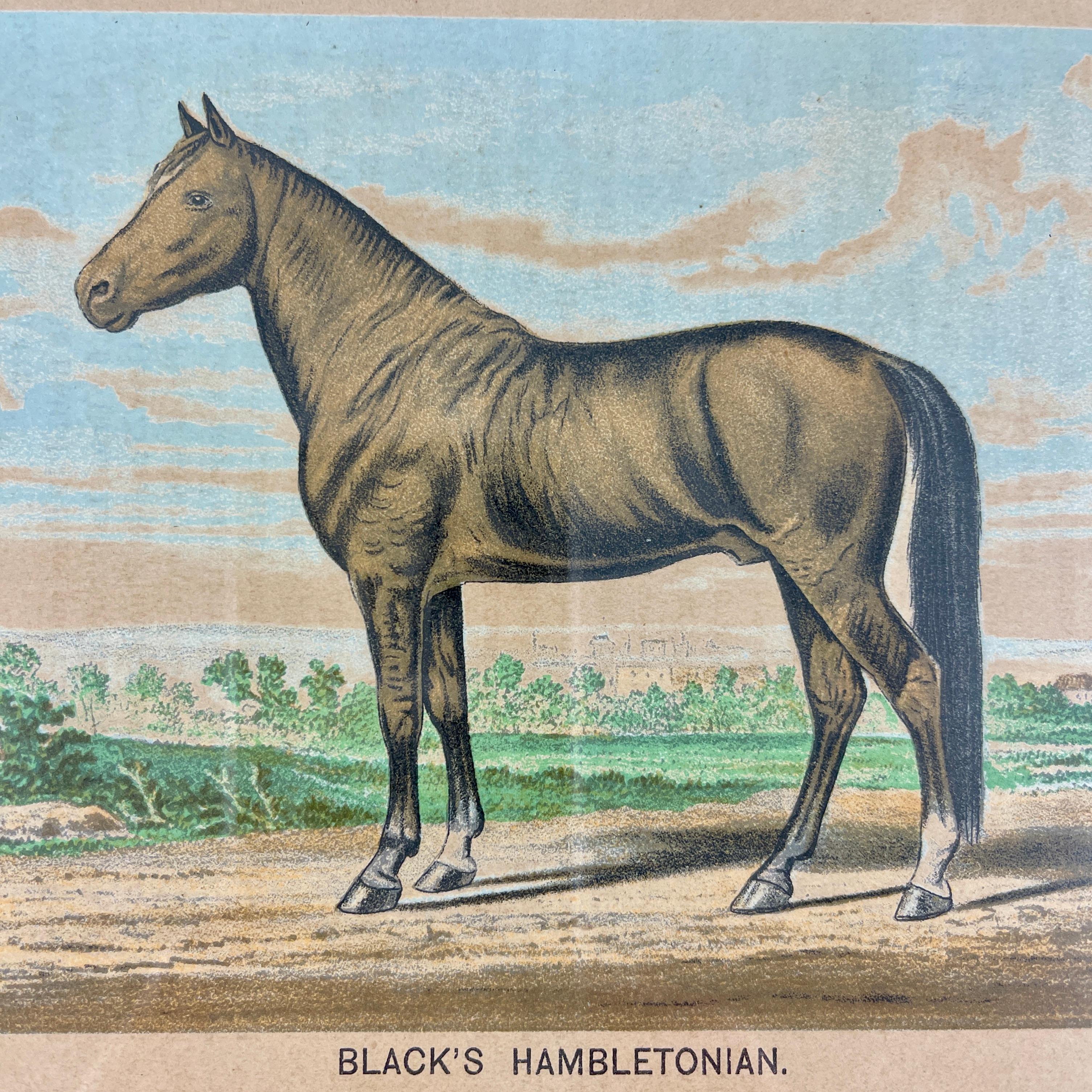 Framed Race Horse Champions Original Chromolithographs Printed in 1882, Set /3 5