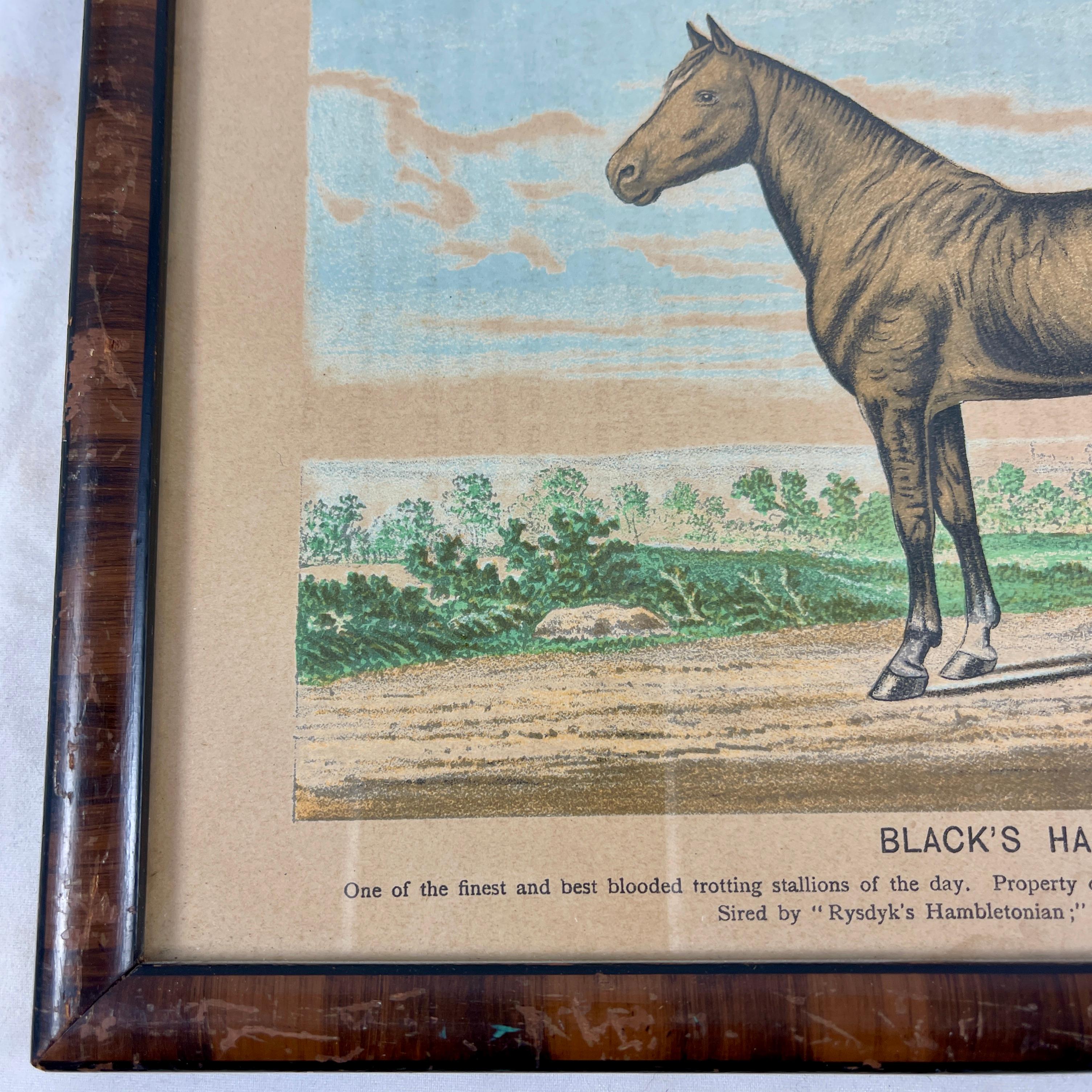 Framed Race Horse Champions Original Chromolithographs Printed in 1882, Set /3 For Sale 6