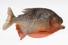 Framed Red-Bellied Piranha