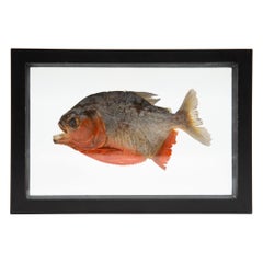 Framed Red-Bellied Piranha