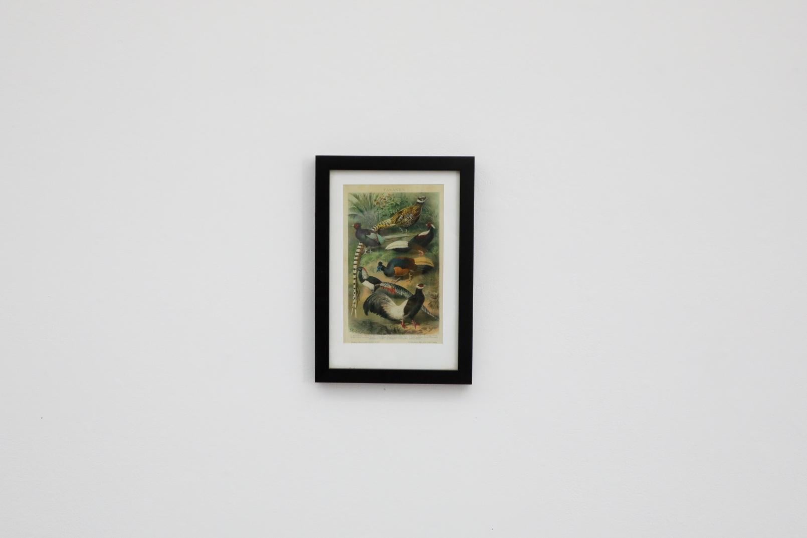 Framed reprint of 1905 Druckerei Meyer lithograph depicting pheasants. In original condition with some wear to the frame. 
