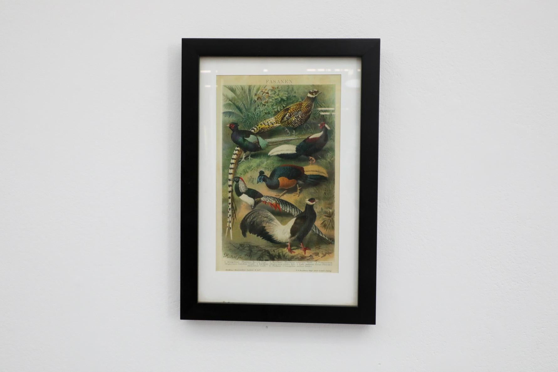 German Framed Reprint of an Audubon Society Style Lithograph of Pheasant For Sale
