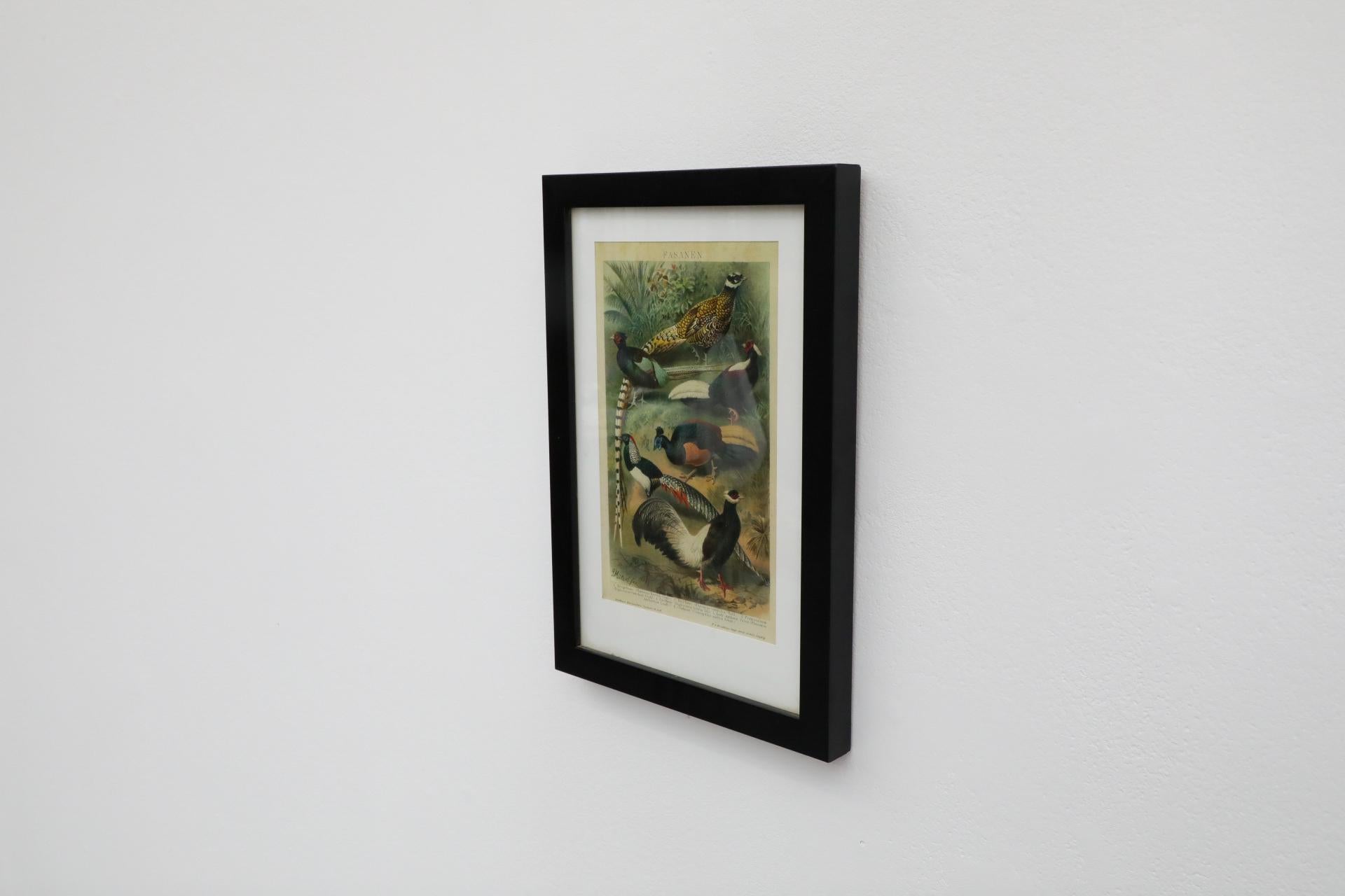 Framed Reprint of an Audubon Society Style Lithograph of Pheasant In Good Condition For Sale In Los Angeles, CA
