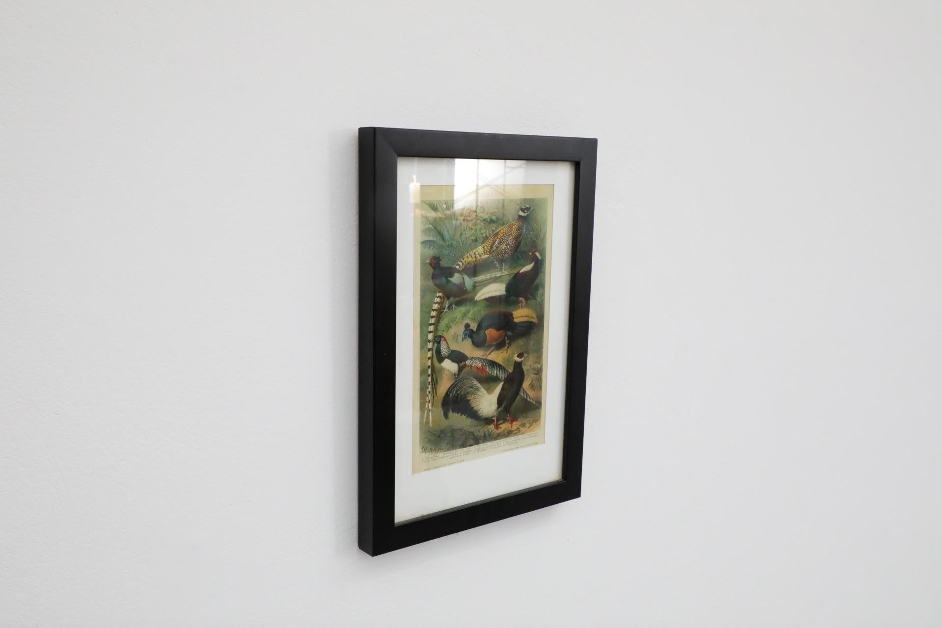20th Century Framed Reprint of an Audubon Society Style Lithograph of Pheasant For Sale