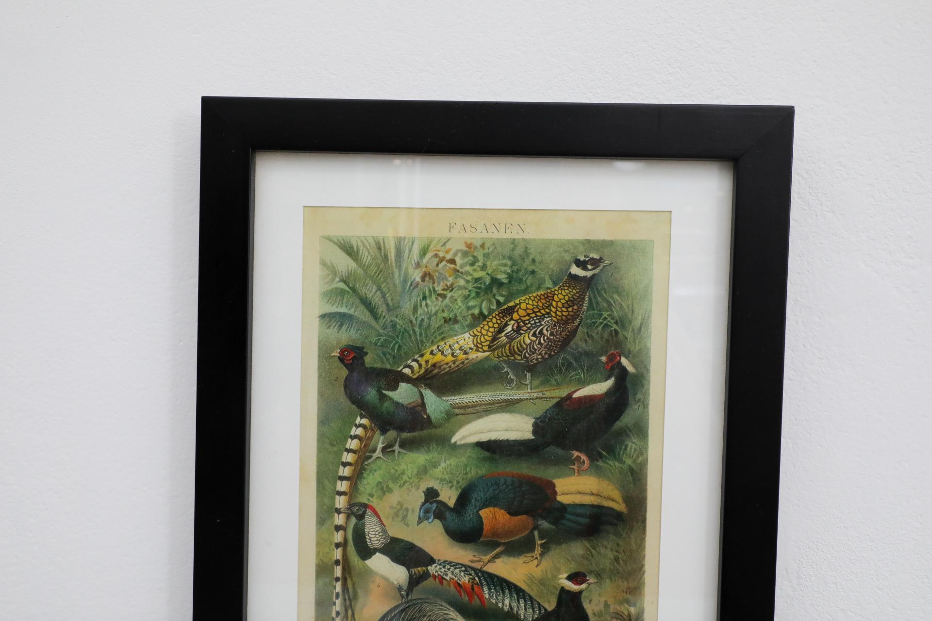 Glass Framed Reprint of an Audubon Society Style Lithograph of Pheasant For Sale