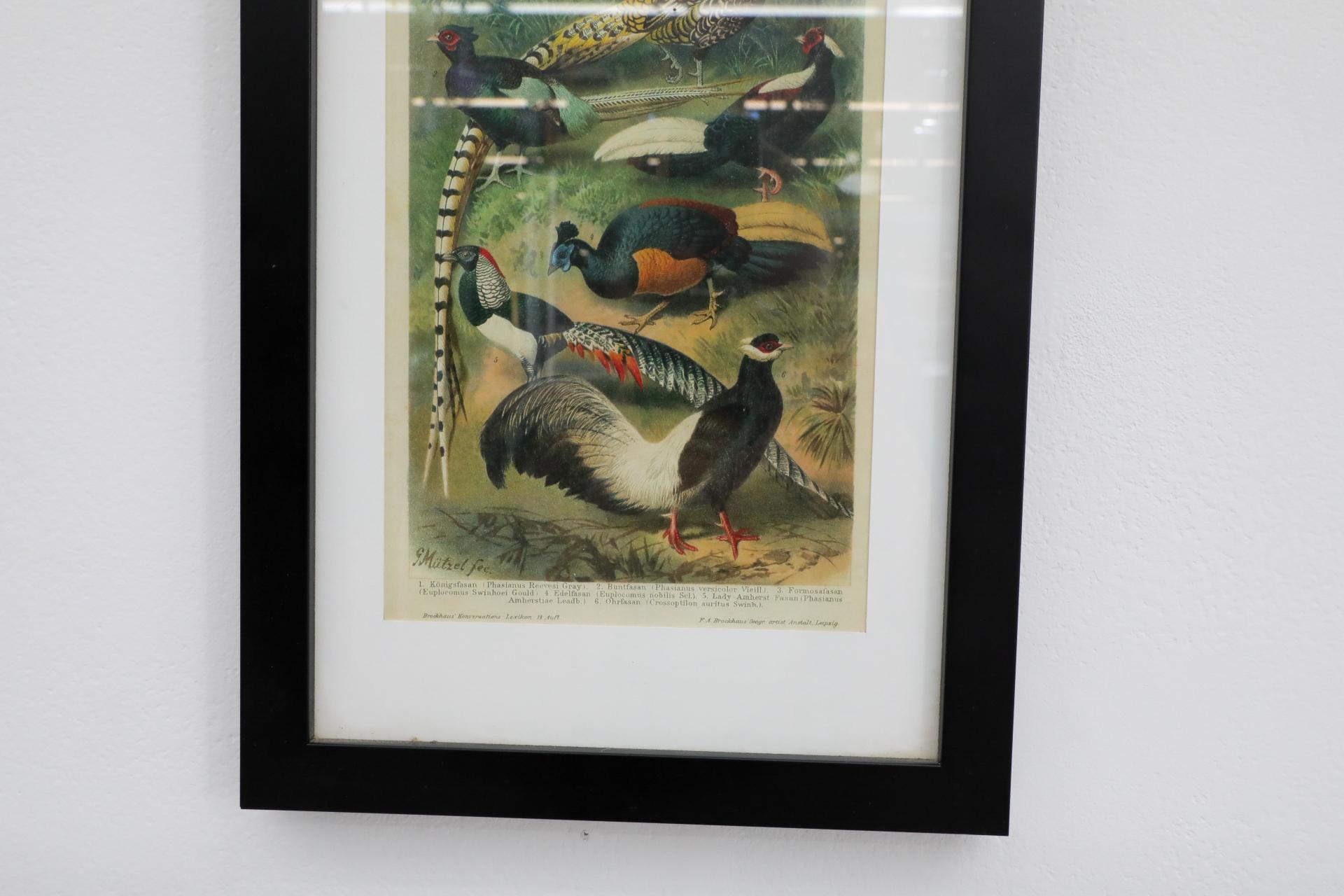Framed Reprint of an Audubon Society Style Lithograph of Pheasant For Sale 1