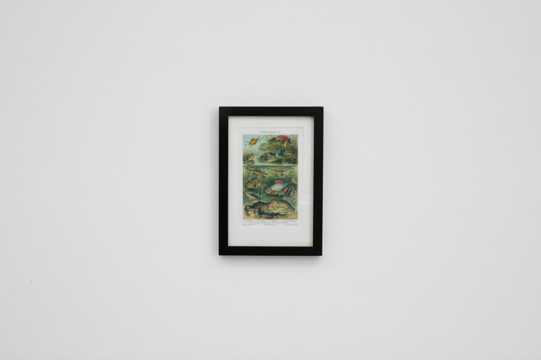 Réimpression encadrée de la lithographie de 1905 de Meyer représentant des vertébrés aux couleurs de la saison des amours. En état d'origine avec une usure visible, y compris un éclat aux coins du cadre. D'autres imprimés similaires sont disponibles.