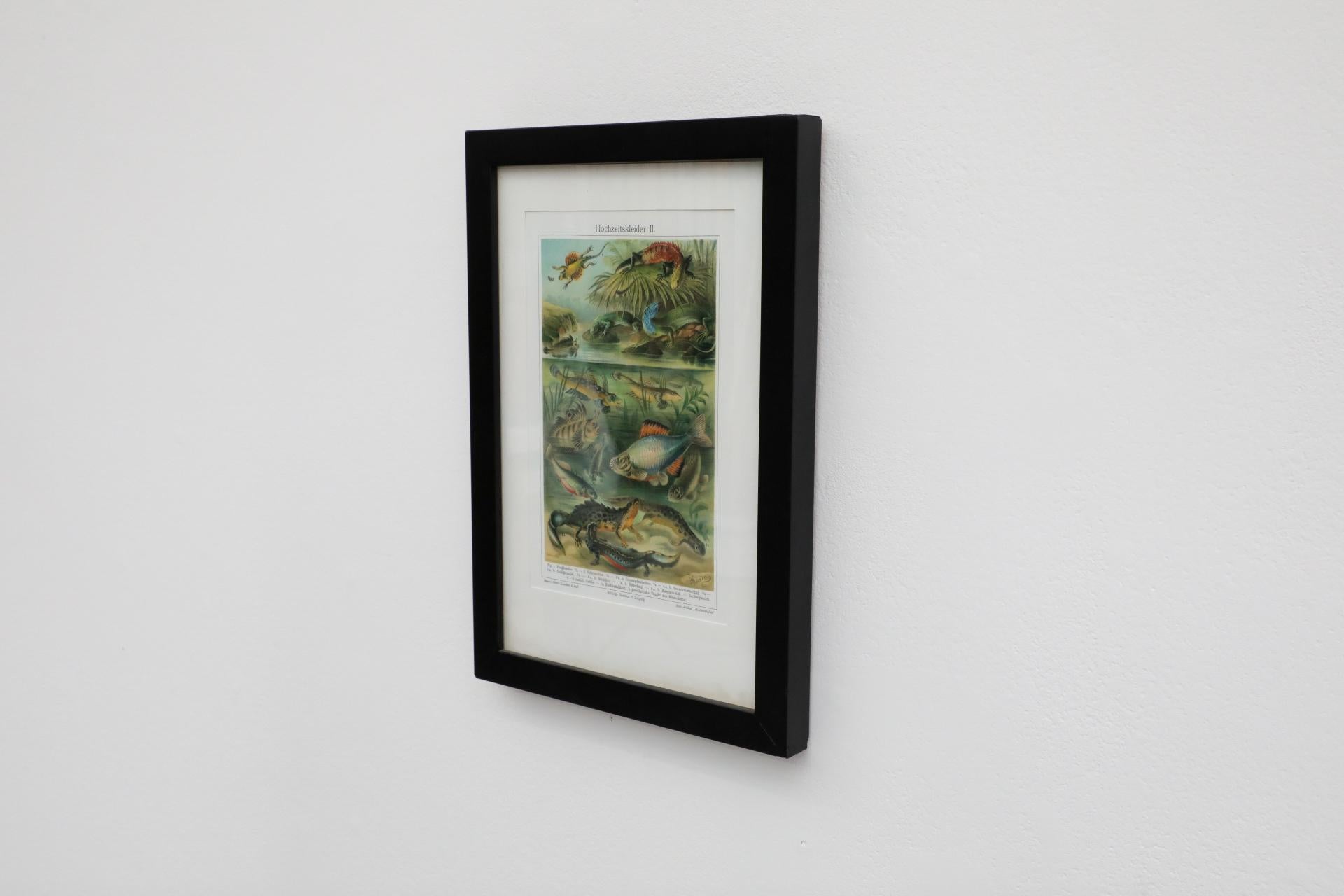 Allemand Impression encadrée d'une lithographie de vertèbres de style Société Audubon en vente