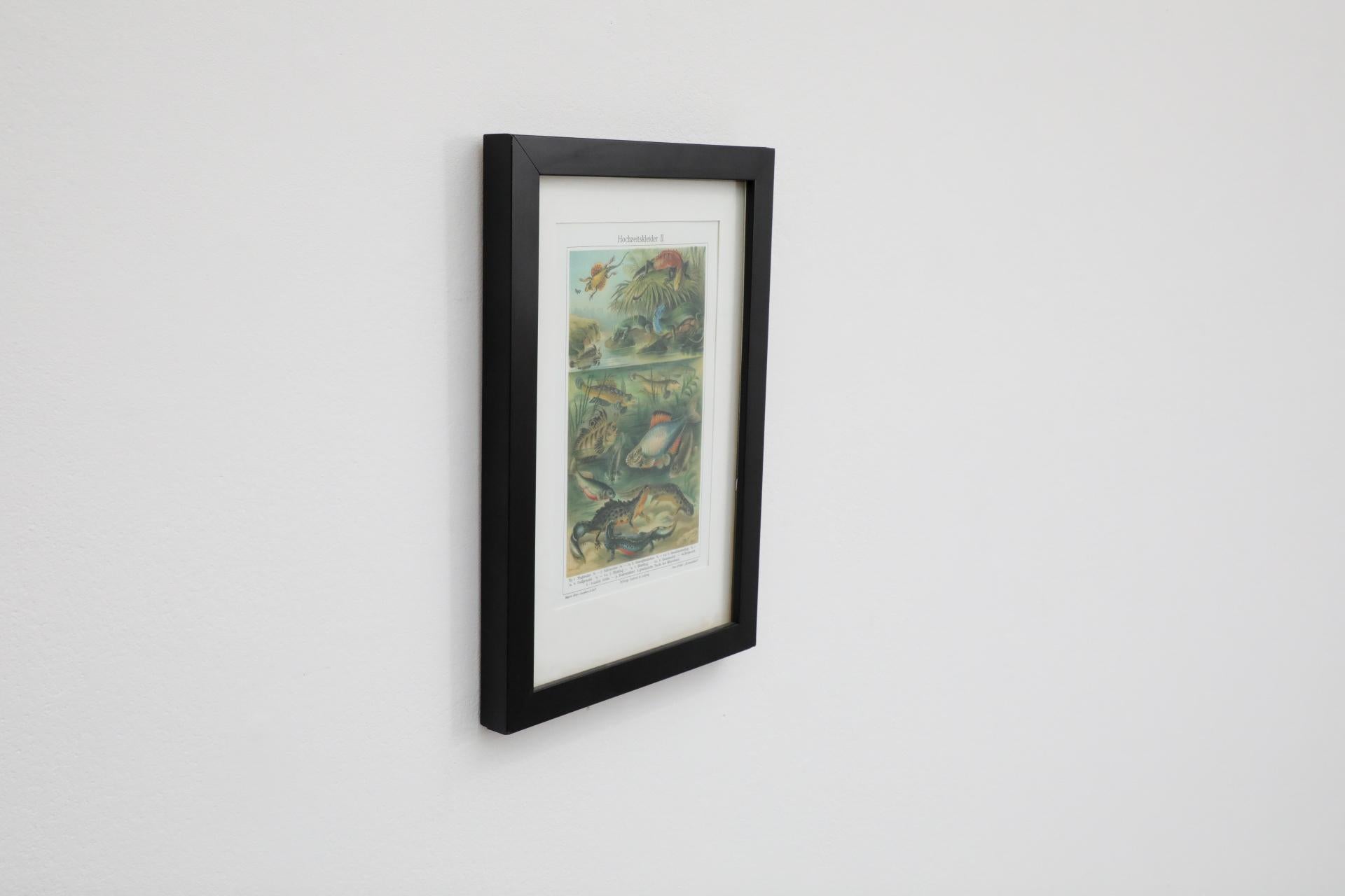 Impression encadrée d'une lithographie de vertèbres de style Société Audubon Bon état - En vente à Los Angeles, CA