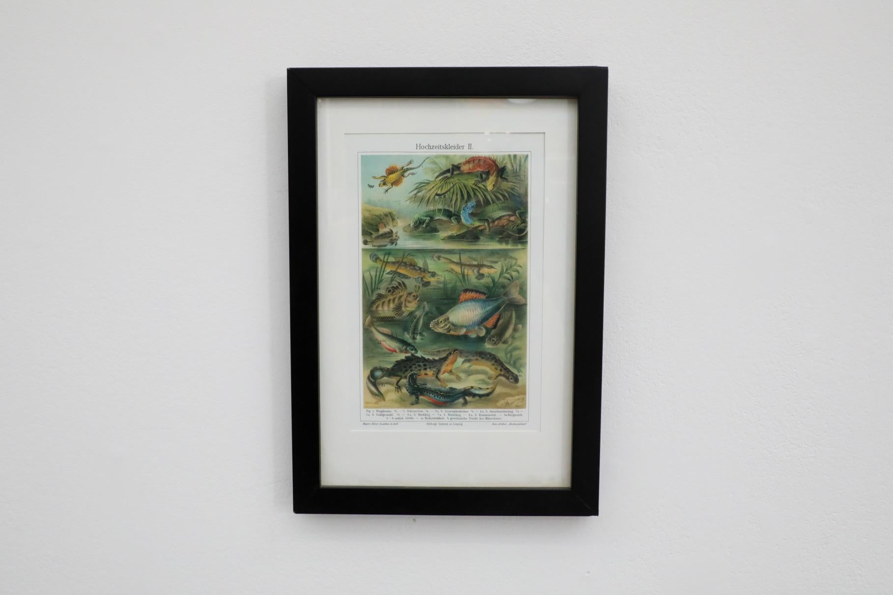 20ième siècle Impression encadrée d'une lithographie de vertèbres de style Société Audubon en vente