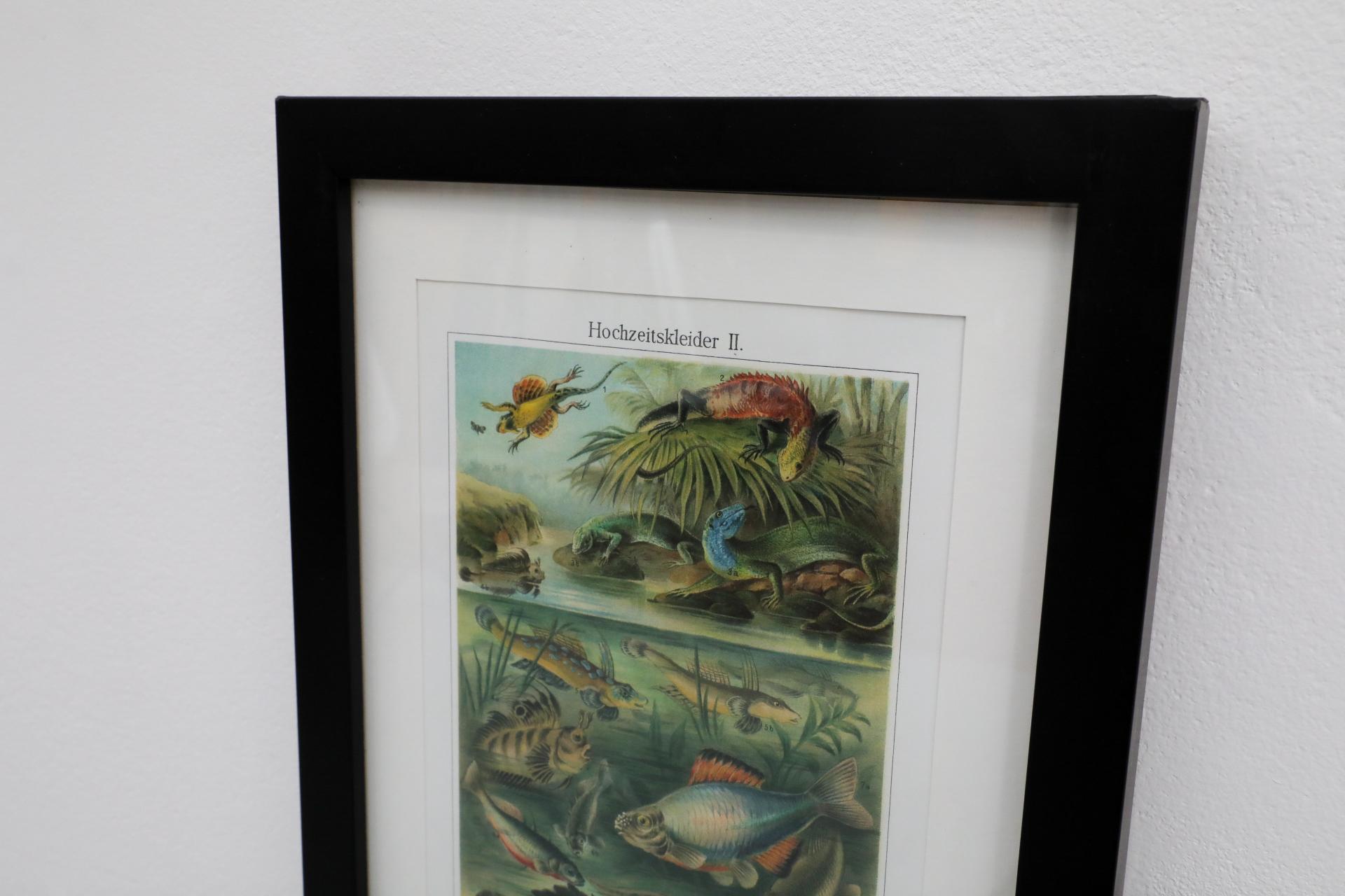 Verre Impression encadrée d'une lithographie de vertèbres de style Société Audubon en vente