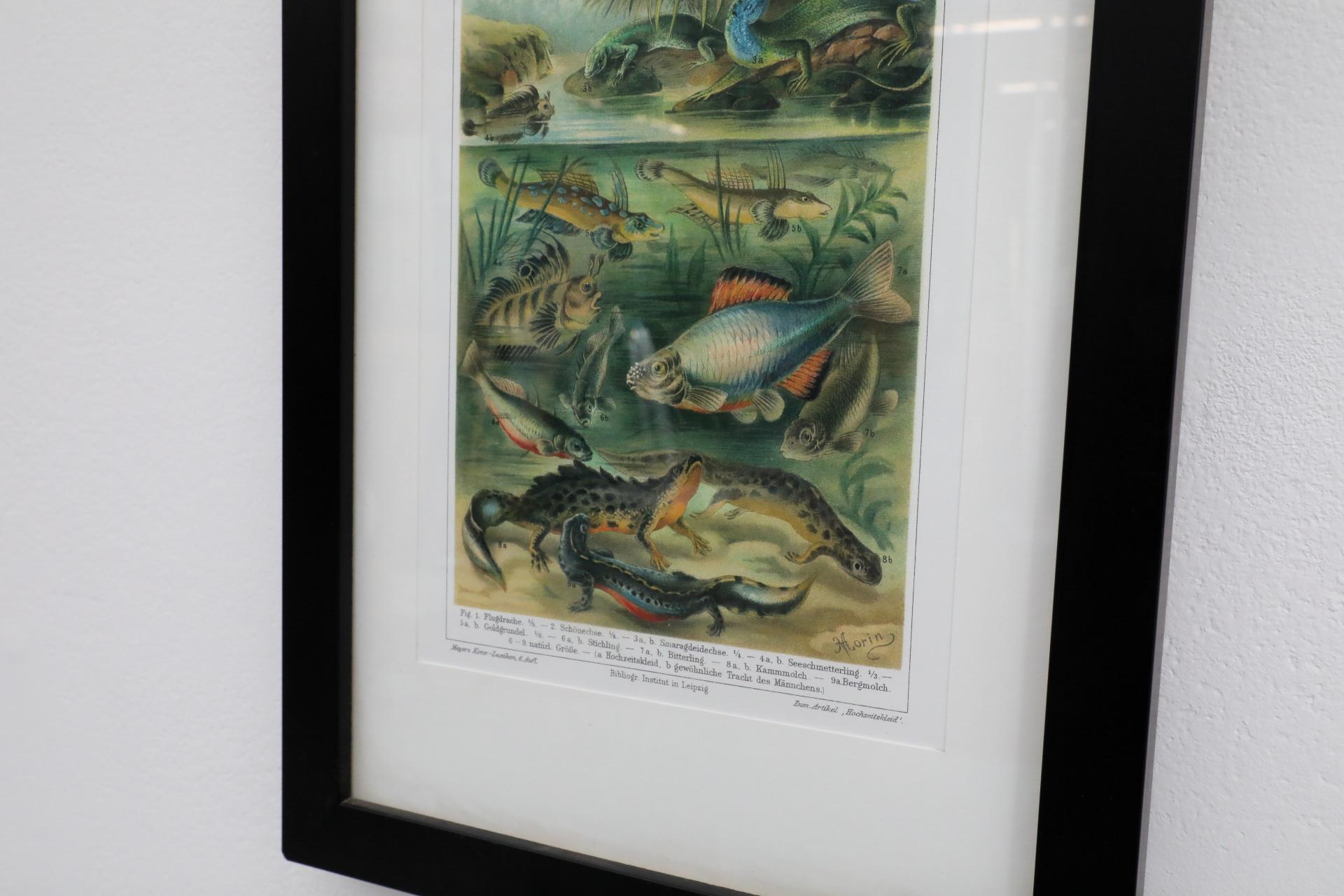 Impression encadrée d'une lithographie de vertèbres de style Société Audubon en vente 1