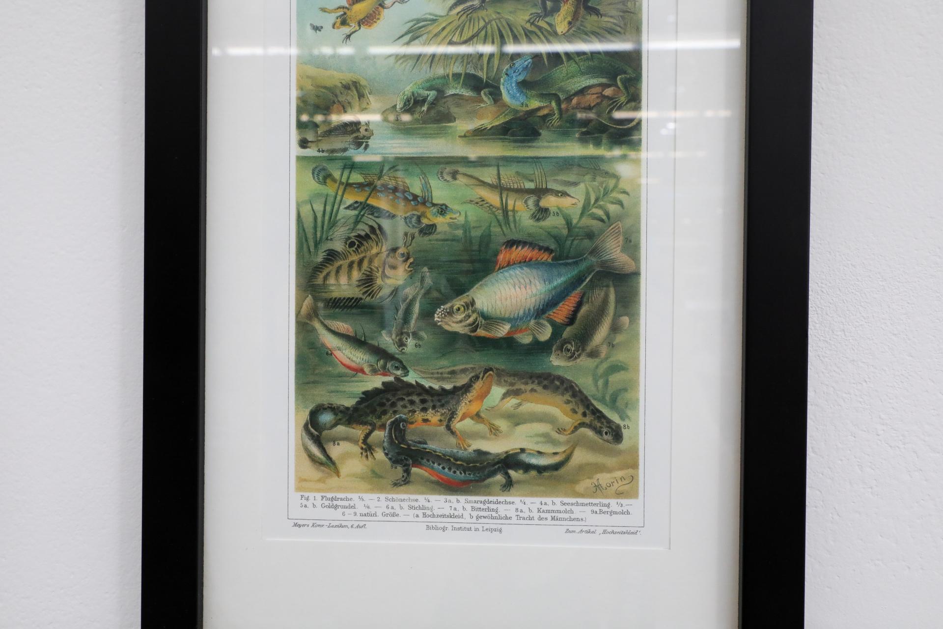 Impression encadrée d'une lithographie de vertèbres de style Société Audubon en vente 2